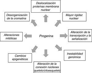 Principales alteraciones en la estructura y función nuclear provocadas por la acumulación de progerina. Se detallan las principales alteraciones nucleares inducidas por la progerina que conducen a la senescencia celular.