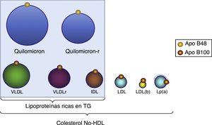 Distribución de las lipoproteínas ricas en triglicéridos y partículas que abarca el c-no-HDL. Todas estas lipoproteínas contienen una molécula de Apo B100, por lo que la medida de esta apoproteína indica el número de partículas con potencial aterogénico. LDL(b): LDL pequeña y densa; quilomicron-r: quilomicron residual o remnant; VLDLr: VLDL residual o r.