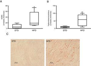 Ratones resistentes a la insulina presentan niveles de lípidos miocárdicos aumentados. Los animales fueron alimentados con una dieta estándar (STD) o grasa (HFD) durante 12 semanas. A) Índice HOMA de resistencia a la insulina. B) Niveles de triglicéridos miocárdicos. C) Imágenes representativas de la tinción de lípidos por Oil Red O en corazones de ratones alimentados con STD o HFD. Los datos se expresan como la mediana y rango intercuartílico. * p <0,05. ** p <0,01 vs. STD.