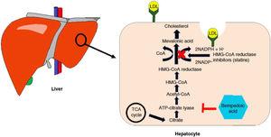 Modo de acción del ácido bempedoico2. El ácido bempedoico regula a la baja la biosíntesis de colesterol al inhibir la ACL, una enzima citosólica que actúa en la cadena de síntesis de colesterol de una fase previa a la de la HMG-CoA reductasa, diana terapéutica de las estatinas. TCA: ciclo del ácido tricarboxílico.