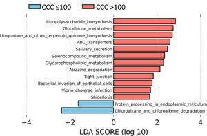 Análisis LEfSe mostrando las rutas metabólicas KEGG predichas de los datos metagenómicos en nivel 2 en pacientes con CCC>100 respecto a pacientes con CCC ≤100. La longitud de las barras horizontales representa el LDA score. P <0,05; LDA score ≥2.0.