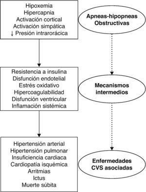 Mecanismos fisiopatogénicos de las consecuencias cardiovasculares del SAHS.