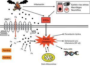 Mecanismos oxidativos y genotoxicidad del humo de biomasa. El estrés oxidativo generado por los ERO del humo de biomasa puede dañar de forma directa macromoléculas celulares como proteínas o lípidos, así como representar un factor genotóxico capaz de provocar lesiones en el ADN. El potencial de membrana mitocondrial también puede verse alterado por lesiones oxidativas, lo que se traduce en un incremento de la producción de ERO por parte de estos orgánulos. Algunos autores61 han propuesto que las PM secuestran el hierro de las células pulmonares, afectando a la homeostasis de este metal. Cuando las células detectan una deficiencia de hierro, intentan restablecer su disponibilidad generando ERO para reducirlo e incrementando la expresión de importadores del hierro como el DMT1. Como consecuencia del aumento de la concentración del hierro intracelular, se incrementa la cantidad de ferritina. Por otro lado, se conoce que estas moléculas oxidantes pueden activar factores de transcripción pro-inflamatorios como el NF-κβ. Finalmente, las células inflamatorias activadas por el humo de biomasa constituyen otra fuente de ERO. DMT1: transportador de metales divalentes1; ERO: especies reactivas del oxígeno; NF-κβ: factor nuclear potenciador de las cadenas ligeras kappa de las célulasB activadas.