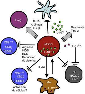 Las MDSC suprimen la función de células de la inmunidad innata y adaptativa mediante una variedad de mecanismos, entre ellos la liberación de ARGI y la reducción del TCRζ en linfocitos T CD4, CD8 y NK. Para mayor explicación, ver texto. Figura reproducida de: Ostrand-Rosenberg et al.16, Copyright 2009. The American Association of Immunologists, Inc.