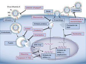 Rappresentante dello schema del ciclo del virus dell'influenza A e dei suoi siti d'azione per gli antivirali attualmente utilizzati e in studio.