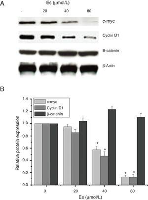 Esculetin inhibits the expression of target proteins, c-Myc and cyclin D1, of β-catenin pathway in LLC cells, not altering the level of β-catenin itself. Proteins expression in LLC cells with or without Esculetin treatment (24h) was measured by Western blot (A). The relative protein level was normalized with β-actin and the quantitative data were represented as bar graph (B). Data were expressed as mean±S.E.M.