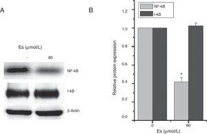 Esculetin attenuates NF-κB pathway in LLC cells. Western blot analysis shows decrease in protein levels of transcription factor NK-κB and unaltered levels of its inhibitor I-κB in LLC cells. Proteins expression in LLC cells with or without Esculetin treatment (24h) was measured by Western blot (A). The relative protein level was normalized with β-actin and the quantitative data were represented as bar graph (B). Data were expressed as mean±S.E.M. *P<.05.