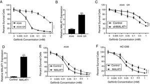 LncRNA MALAT1 promotes gefitinib resistance in lung cancer cells. (A) The gefitinib resistant A549 GR cells was made resistant to gefitinib by growing it in increasing concentrations of gefitinib. (B) The mRNA levels of MALAT1 in A549 GR or parental cells were determined by qPCR. (C) Cell viability of A549 GR cells transfected with or without MALAT1 shRNA treated with different concentration of gefitinib was determined by MTT assay. (D) The mRNA levels of MALAT1 in A549 cells transfected with MALAT1 expression plasmid were determined by qPCR. (E) Cell viability of A549 cells transfected with or without MALAT1 expression plasmid treated with different concentration of gefitinib was determined by MTT assay. (F) Cell viability of HCC1299 cells transfected with or without MALAT1 expression plasmid treated with different concentration of gefitinib was determined by MTT assay. ** P < .01; *** P < .001.