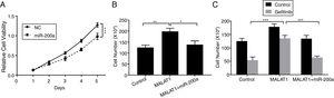 LncRNA MALAT1 sponging miR-200a to promote lung cancer proliferation and gefitinib resistance. (A) The proliferation of A549 cells transfected with miR-200a mimics or negative control (NC) was determined by MTT assay. (B) The proliferation of A549 cells transfected with miR-200a mimics and/or MALAT1 expression plasmid was determined by cell counts assay. (C) The proliferation of A549 cells transfected with miR-200a mimics and/or MALAT1 expression plasmid treated with or without 0.05μM gefitinib was determined by cell counts assay. * P < .05; ** P < .01; *** P < .001.
