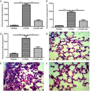 Therapeutic administration of montelukast reduced neutrophils, macrophages and lymphocytes in the lung parenchyma. Results are expressed as mean±SEM. For (A and B) *** P<.001 compared with PBS48h and LPS48h+MK group. For (C) *** P<.001 compared with PBS48h and ** P<.01 compared with PBS48h+MK group. (D, E and F) are representative photomicrographs of HE lung stained slides in PBS48h, LPS48h and LPS48h+MK groups, respectively.