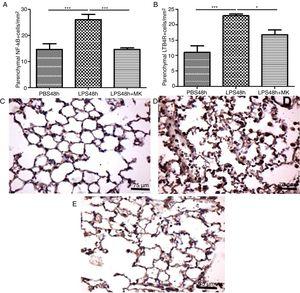 NF-kB and LTB4R expression by leukocytes in lung parenchyma were reduced by therapeutic montelukast administration. Results are expressed as mean±SEM. For (A) *** P<.001 compared with PBS48h group and LPS48h+MK group. For (B) *** P<.001 compared with PBS48h and * P<.05 LPS48h+MK group. (C, D and E) are representative photomicrographs of immunohistochemistry for NF-kB in PBS48h, LPS48h, LPS48h and LPS48h+montelukast groups, respectively.