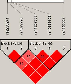 Haplotype block map for the CYP2J2 polymorphisms. Block 1 includes rs2280274 and rs4388726. Block 2 includes rs11207535, rs10889159 and rs1155002. The LD between two SNPs is standardized D′.
