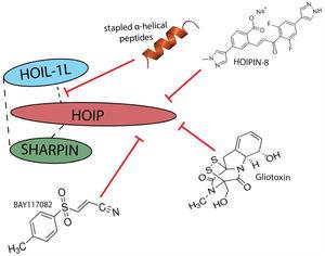 Schematic representation of the small molecule inhibitors (BAY117082, Gliotoxin, HOIPIN1-8) that target the catalytic domain of HOIP and the stapled α-helical peptides which disrupt the interaction between LUBAC components to destabilize the complex.