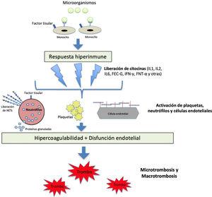 Fisiopatología de la activación de la coagulación en situación de sepsis. Los patógenos y sus componentes estimulan a los monocitos a través de receptores específicos situados en su superficie celular. Los monocitos activados producen una respuesta hiperinmune con liberación de distintas citocinas y otros mediadores inflamatorios, que activan plaquetas, neutrófilos y células endoteliales. Se produce un estado de hipercoagulabilidad y daño endotelial que modifica las propiedades del endotelio de un estado anticoagulante a uno procoagulante a través de la interrupción del glicocalix y la expresión del factor de von Willebrand (FVW). Por su parte, los neutrófilos expresan factor tisular y liberan proteínas granuladas y otros mediadores procoagulantes, como las trampas extracelulares de neutrófilos (NETs), compuestas de ADN procoagulante, histonas y otros patrones moleculares asociados al daño celular. Todo lo anterior lleva al desarrollo de los fenómenos micro y macrotrombóticos. FEC-G: factor estimulante de colonias de granulocitos; FNT-α: factor de necrosis tumoral alfa; IFN-γ: interferón gamma; IL: inteleucina; NETs: trampas extracelulares de neutrófilos.