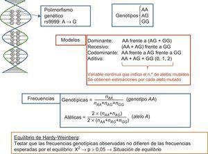 Polimorfismo genético, genotipos, modelos de herencia, cálculo de frecuencias genotípicas, frecuencias alélicas y ley de Hardy-Weinberg.