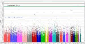 Manhattan plot de un estudio de asociación de genoma completo. Chr: cromosoma; GWAS: estudio de asociación de genoma completo. Esta figura se muestra a todo color solo en la versión electrónica del artículo.