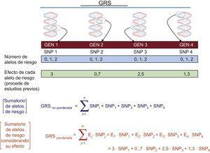 Cálculo de GRS no ponderadas y ponderadas. GRS: puntuación de riesgo genético; SNP: polimorfismo de un solo nucleótido.