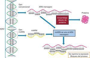 Unión de un microARN al ARN mensajero y bloqueo del proceso. miARN: microARN.