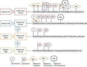 Modificaciones epigenéticas en las histonas (los aminoácidos están representados por el código de una letra correspondiente).
