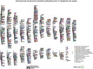 Diagrama que muestra todas las asociaciones de polimorfismos de un solo nucleótido con rasgos que tienen un valor de p ≤ 5,0 × 10–8 en un mapa del genoma humano con las localizaciones cromosómicas y presentado en el cariotipo humano. El National Human Genome Research Institute (NHGRI) y el European Bioinformatics Institute (EMBL-EBI) han proporcionado conjuntamente el Genome-wide Association Studies (GWAS) Catalog. El diagrama se actualiza cada noche y se puede consultar la versión más reciente en la página web del NHGRI-EBI Catalog14. Esta figura se muestra a todo color solo en la versión electrónica del artículo.