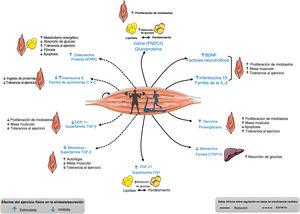 Características de algunas miocinas analizadas en pacientes con insuficiencia cardiaca, cuya regulación se encuentra alterada en sangre y/o su expresión tisular. BDNF: factor neurotrófico derivado del cerebro; CTRP15: mionectina; FGF-21: factor de crecimiento de fibroblastos; GDF-11: factor de diferenciación del crecimiento 11; IL-2: interleucina 2; TGF-β: factor de crecimiento transformador beta. Adaptado con autorización de Fiuza-Luces et al.6, Di Raimondo et al.11 y Berezin et al.12.
