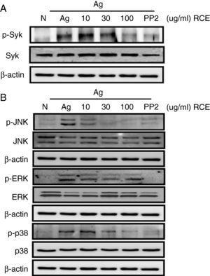 The effect of R. cutefracta on Syk and MAPK phosphorylation. RBL-2H3 cells were treated as described to initiate degranulation, with or without RCE treatment. The cell lysates were subjected to Western blot analysis to detect phosphorylated forms of (A) Syk and (B) MAP kinase. PP2 (10μM) is a general Src-family kinase inhibitor; N, no treatment; A, antigen stimulation only.