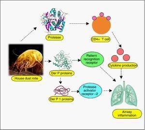 A Review On Emerging Frontiers Of House Dust Mite And Cockroach Allergy Research Allergologia Et Immunopathologia