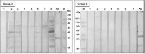 Western blot of BmWE with sera from control groups. AK) Recombinant arginine kinase expressed in E.coli as reaction positive control. M) Pre-stained molecular mass marker (Bench marker). Group 2) Membrane incubated with eight allergic SPT positive to mite-extract patients. Group 3) Membrane incubated with nine non-allergic SPT negative patients. 1-8) Lanes with respective sera from group 2 patients. 1-7). Lanes with respective sera from group 3 patients.