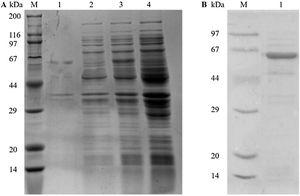 Expression and purification of rTyr p 4 protein. (A) SDS-PAGE demonstrating expression of rTyr p 4 protein in BL21 cells. Lane M, protein marker (TransGen Biotech); lane 1, the pellet of cells containing pET-28a(+)-Tyr p 4 3h after induction; lane 2, supernatant from cells containing pET-28a(+)-Tyr p 4 3h after induction; lane 3, whole BL21 cells containing pET-28b (+)-Tyr p 4 before IPTG induction; lane 4, whole BL21 cells containing pET-28a(+) before IPTG induction. (B) Tyr p 4 protein purified from BL21 cells. Lane M, protein marker (TransGen Biotech); lane 1, purified Tyr p 4 protein.