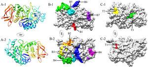 3D structure and epitopes of Tyr p 4 protein. (A-1 and A-2) 3D structure of Tyr p 4 protein. (B-1 and B-2) B-cell epitopes on the 3D structure of Tyr p 4 protein. (C-1 and C-2) T-cell epitopes on the predicted 3D structure of Tyr p 4 protein.