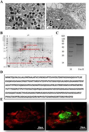 Expression of FimH and localization of FimH in the HDM alimentary canal. (A) The results of TEM. (B) The graph of 2-D PAGE. (C) Recombinant amino acid sequence of pET32a-FimH. (D) The amino acid sequence of FimH. FimH was localized in the HDM alimentary canal, which was identified by using staining with anti-FimH antibody labeled with FITC. (E) The results of immunofluorescence the negative control was without FimH antibody.