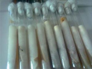 Micelio aéreo algodonoso de rápido desarrollo, blanco amarillento, en medio de Sabouraud.