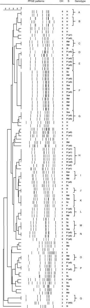 Dendogram of C. jejuni SmaI PFGE profiles isolated at different stages of the poultry meat supply chain. References: Ch: chain; S: stage of the poultry meat supply chain; H: breeding hens, P(1w): poultry <1 wk, P(5w): poultry >5 wk, W(5w): drinking water in poultry flocks >5 wk, Sl: carcass at slaughterhouse, Sce: ceca at slaughterhouse, RM: carcass at retail market.