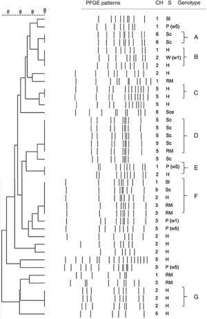Dendogram of C. coli SmaI PFGE profiles isolated at different stages of the poultry meat supply chain. References: Ch: chain; S: stage of the poultry meat supply chain; H: breeding hens, P(1w): poultry <1 wk, P(5w): poultry >5 wk, W(5w): drinking water in poultry flocks >5 wk, Sl: carcass at slaughterhouse, Sce: ceca at slaughterhouse, RM: carcass at retail market.