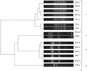 Dendrogram obtained from BOX-PCR profiles using BOXAR1 oligonucleotide of bacteria isolated from nodules of leguminous plants.
