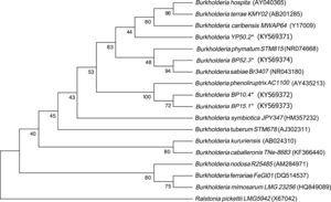 Phylogenetic tree based on 16S rRNA gene sequences, showing the relatedness among the nodulating Burkholderia species. The bar represents 1 nucleotide substitution per 100 nucleotides. Nodal robustness of the tree was assessed using 1000 bootstrap replicates. The NCBI GenBank accession number for each strain type tested is shown in parentheses. Phylogenetic relationship of the 16S rRNA gene sequence of isolates of Burkholderia phenoliruptrix, Burkholderia caribensis and Burkholderia sabiae in leguminous plants.