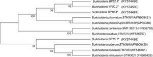 Phylogenetic tree based on nifH gene sequences, which shows Burkholderia species associated with leguminous plants.