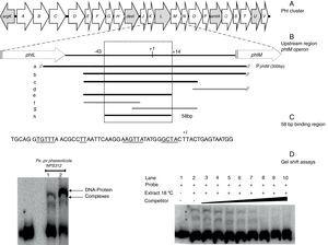Gel shift assays. (A) Graphic representation of the Pht region. Each arrow represents an individual gene, with the direction of the arrow indicating the direction of transcription. Gray arrows indicate genes whose function have been previously reported. (B) Detailed view of the phtM operon upstream region indicating the fragments used as unlabeled DNA competitors. The phtL–phtM intergenic region consists of 149bp. The black bars represent the probes that were able to compete the DNA–protein complex, while the gray bars represent the probes unable to compete the complex. Fragment “h” corresponds to the 58 bp-region defined as binding site for protein. The truncated bars (//) are not represented to scale, whose length extends beyond what they are representing. (C) Nucleotide sequence of the 58bp binding region, showing the DNA regions common to promoters of phtD and phtM in bold type and underlined. (D) (Left) Gel shift assays evaluating binding capacity of the PphtM region using crude protein extracts of P. syringae pv. phaseolicola NPS3121 grown at 28°C (1) or 18°C (2) in M9 minimal medium; and (right) the gel shift competition assay performed using the “h” probe (58bp) as competitor of the labeled PphtM fragment. The concentration of unlabeled DNA competitors was as follows: lanes 1 and 2, no DNA competitor, lane 3, 25ng; lane 4, 50ng; lane 5, 60ng; lane 6, 100ng; lane 7, 150ng; lane 8, 200ng; lane 9, 250ng; lane 10, 300ng. The asterisks (*) indicate the DNA–protein complexes.