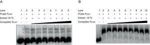 Gel shift competition assays. (A) Gel shift competition assays using the PphtD region as competitor of the PphtM fragment. The concentrations of unlabeled DNA competitor used were: lanes 1 and 2, no DNA competitor; lane 3, 50ng (0.26pmol); lane 4, 60ng (0.30pmol); lane 5, 100ng (0.51pmol); lane 6, 150ng (0.77pmol); lane 7, 200ng (1pmol); lane 8, 250ng (1.3pmol) and lane 9, 300ng (1.5pmol). (B) Gel shift competition assays evaluating the competing capacity of the PphtM fragment on the PphtD–IHF interaction. The competitor was used in increasing concentrations: 50ng (0.26pmol); 60ng (0.30pmol); 100ng (0.51pmol); 150ng (0.77pmol); 200ng (1pmol); 250ng (1.3pmol) and 300ng (1.5pmol). The asterisks (*) indicate the DNA–protein complexes.