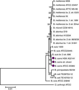 Árbol enraizado del género Brucella, incluyendo 23 secuencias de 9 especies. El árbol se construyó utilizando el método de distancia de neighbor-joining, con el modelo de sustitución de Tamura-Nei y un soporte de rama de 10.000 réplicas, utilizando la especie Ochrobactrum anthropi como outgroup.