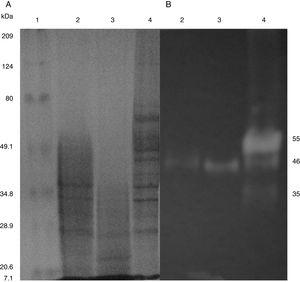 (A) SDS-PAGE of protein extract from a 24h culture in medium CMCYE pH 5.95, incubated at 37°C and 200rpm, precipitated with thermal shock and stained with Coomassie blue. (B) Zymogram of protein extract, incubated with 1× PBS, pH 7.4 and stained with 0.5% Congo red. Lane 1: Marker Prestained SDS-PAGE Broad range; lane 2: N-SRETCR; lane 3: M-SRETCR; and lane 4: A-SRETCR.