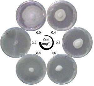Efecto del quitosano de bajo grado de polimerización (QBP) sobre el crecimiento de Phytophtora capsici en placa. Discos inoculados con P. capsici fueron incubados durante 7 días en placas de medio PDA que contenían diferentes concentraciones de QBP (Quit). Se muestran placas representativas de cada tratamiento.