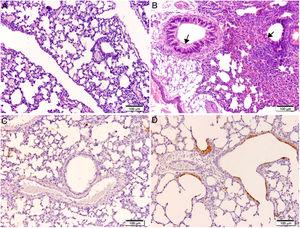Histopathology and immunohistochemistry. Hematoxylin and eosin staining. (A) Lung without lesions of intranasally immunized mice challenged with the EHV-1 AR8 strain (group E, gD, i.n. route); (B) Representative lesions observed in lungs of non-immunized mice challenged with the EHV-1 AR8 strain (groups J, K, L and M) and mice immunized by systemic routes (groups A and B). Infection foci consisting of inflammatory infiltrates and desquamation of bronchial and bronchiolar epithelia are shown (arrows). Immunohistochemical detection of EHV-1 antigen (diaminobenzidine chromogen and hematoxylin counterstaining); (C) Negative immunostaining of EHV-1 antigens in the lungs of intranasally immunized mice challenged with the EHV-1 AR8 strain (group E: gD by i.n. route); (D) Positive immunostaining of EHV-1 antigens in the lungs of non-immunized and challenged mice (control groups J, K, L and M) and mice immunized by systemic routes (groups A and B) in bronchial and bronchiolar epithelia.