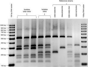 PCR-RFLP of the URA5 gene profiles of the VNII/VNIV hybrid isolates, VNIII isolates, and reference strains. A GeneRuler™ 100bp DNA ladder (Fermentas International Inc., Burlington, Canada) was used as molecular size marker.