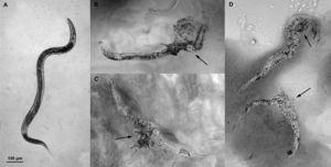 Nematicidal effect of P. laumondi laumondi LP1900 on the digestive tract of P. redivivus. (A) Both the intestine and the cuticle were intact in untreated nematodes. (B) A rupture in the cuticle near the basal bulb region can be observed on nematodes exposed to a 7-day-old culture of LP1900, spilling the internal contents of the organism. The musculature, from the stoma to the beginning of the basal bulb, showed signs of disintegration. (C, D) A similar effect was observed in the middle and posterior intestinal regions of other treated nematodes.