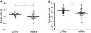 Influence of infection by L. (L.) amazonensis on fetal parameters in mice. Fetal weight (a) and length (b) were determined (n=28 control, and n=36 offsping from infected females). Statistically significant differences can be observed; **p<0.01; ***p<0.001 by using t-test. Values represent mean±SEM.
