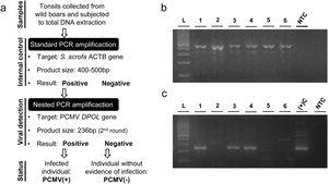Procedure for determining the PCMV status in wild boars. (a) Detail of the steps followed to assign PCMV status to each analyzed animal. (b) Amplification products of the internal control assay. (c) Amplification products of the viral detection assay. Lanes 1–6: different samples analyzed; L: 100bp DNA ladder; NTC: no template control; (+)C: positive control.