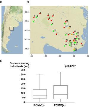 Geographical points of sample collection and PCMV status. (a) Map of Argentina showing the region in which the study was conducted. (b) Detail of sampling locations with information about the PCMV status of the wild boars captured in each site (green spot: only PCMV(−) cases, red spot: only PCMV(+) cases, yellow spot: both PCMV(−) and PCMV(+) cases). Geographical information available for 55 animals. (c) Box and whisker plot depicting the distribution of distances within the PCMV(−) group (n=25) and within the PCMV(+) group (n=30), with medians of 74.5km and 84.0km respectively. A statistical comparison between both groups was performed, the Wilcoxon rank sum test, p-value is shown.