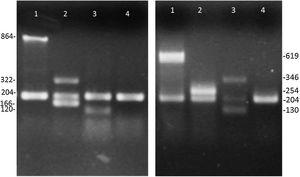 Productos de amplificación de factores de virulencia de cepas control de Escherichia coli. Izquierda: PCR múltiple 1. Calle 1: E. coli 2348/69 (eae, 864 pb), calle 2: E. coli KNH-172 (lt, 322 pb) y (stp, 166 pb), calle 3: E. coli O126-53 (sth, 120 pb), calle 4: E. coli ATCC 25922 (16S rRNA, 204 pb). Derecha: PCR múltiple 2. Calle 1: E. coli C-481 (ipaH, 619 pb), calle 2: E. coli 17-2 (aggR, 254 pb), calle 3: E. coli EDL933 (stx1, 130 pb) y (stx2, 346 pb), calle 4: E. coli ATCC 25922 (16S rRNA, 204 pb).