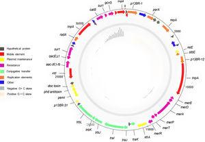 Plasmid recovered from A.ruhlandii AN: MK423762. Overview and description.